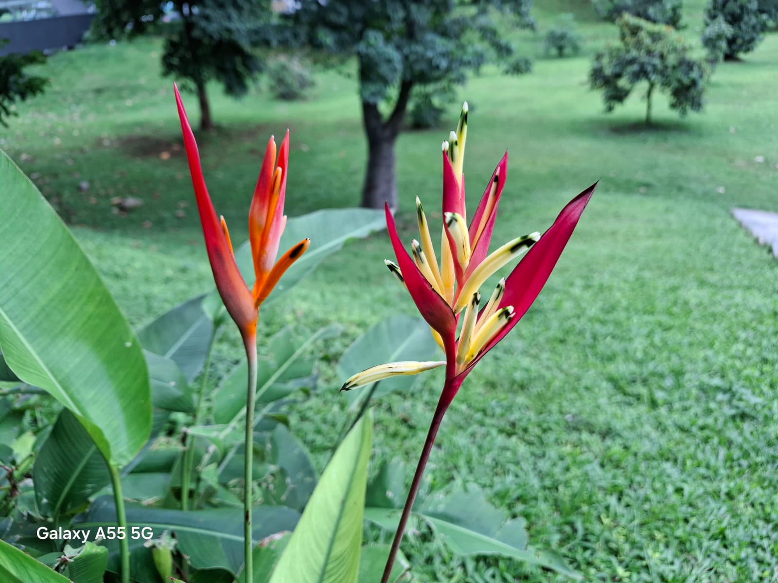 Samsung Galaxy A55 5G, Makin Keren dan Menarik