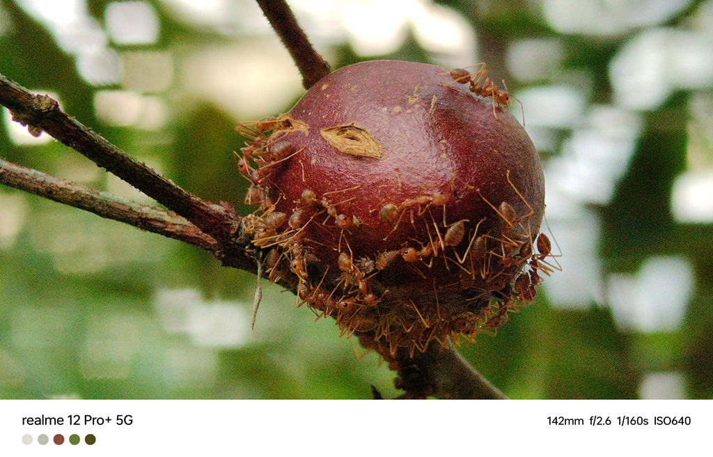 Review realme 12 Pro+ 5G, Kamera Hape Kelas Menengah Tidak Pernah Sehebat Ini