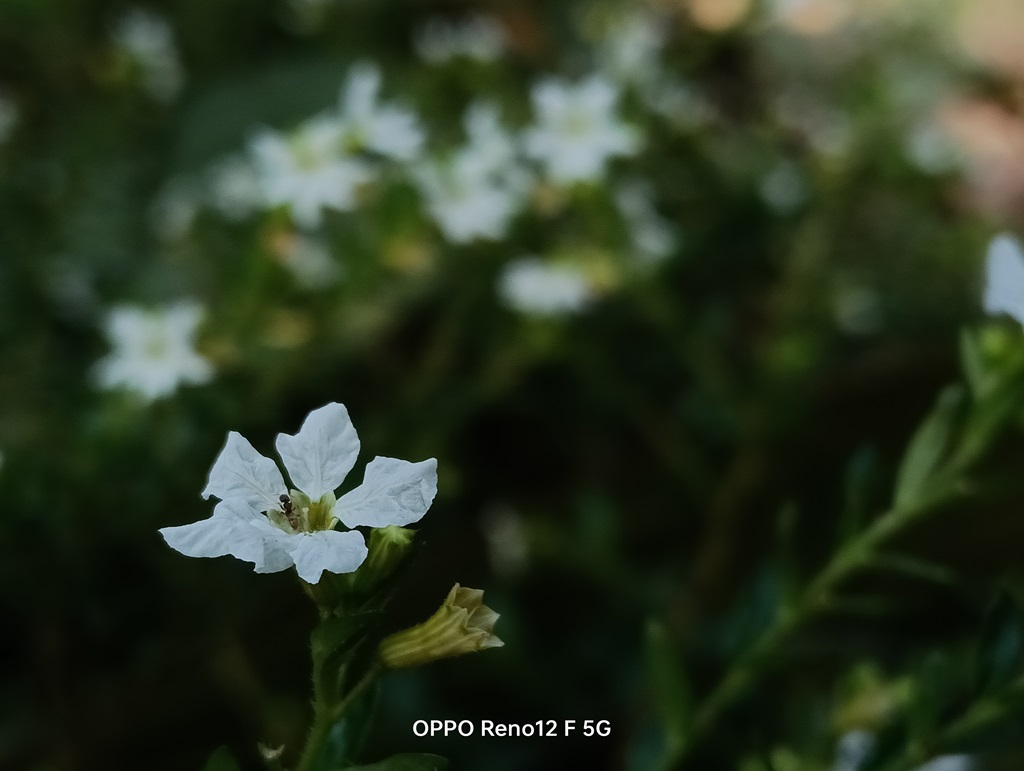 Review Oppo Reno12F 5G, Smartphone Kelas Menengah Mengagumkan