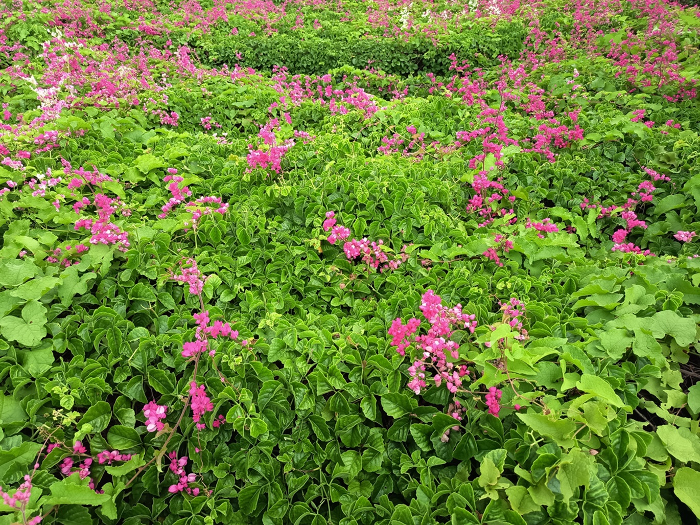 Redmi Note 14 5G, Semuanya Naik Kelas