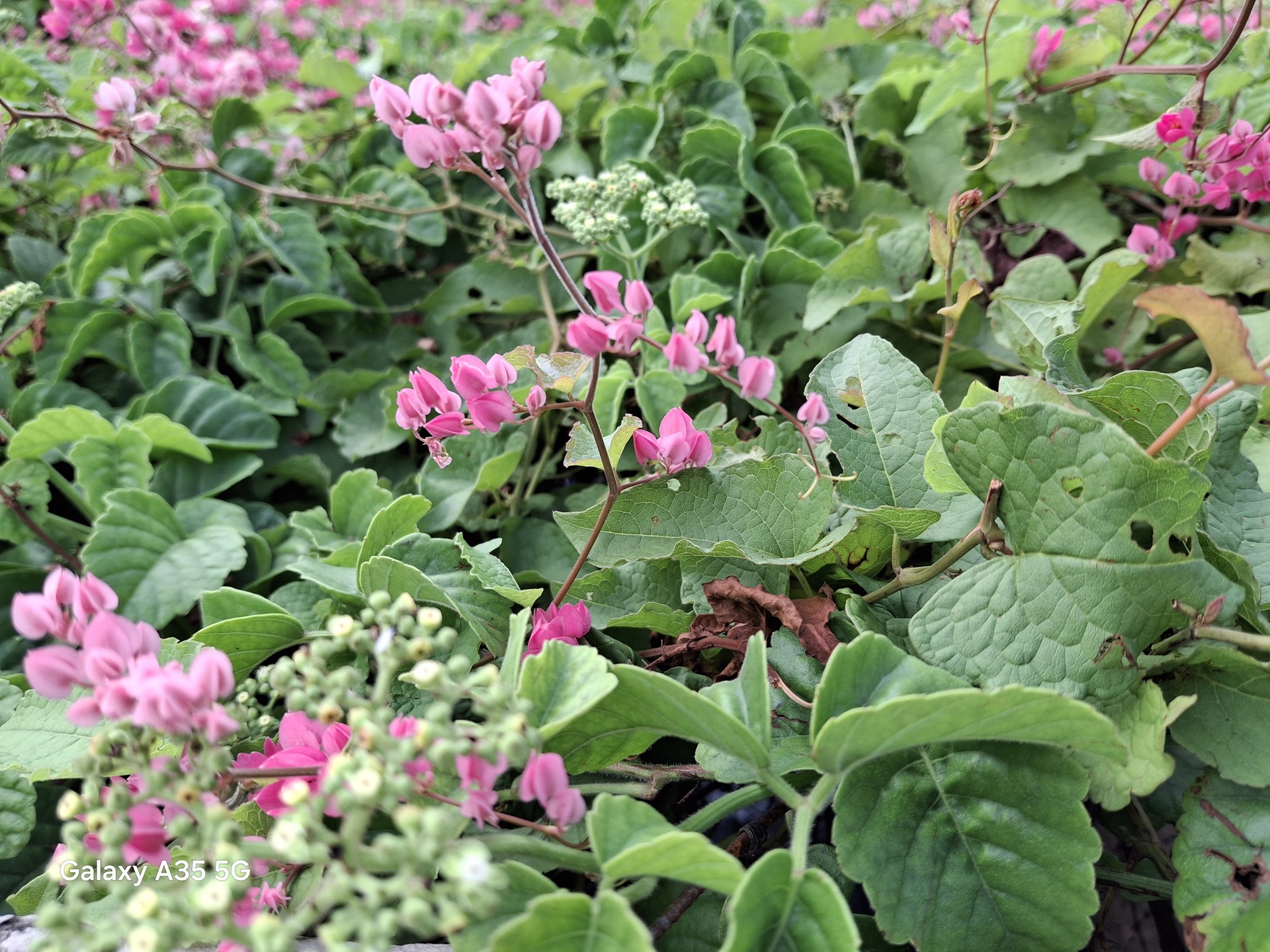 Samsung Galaxy A35 5G, Menawan di Kelasnya