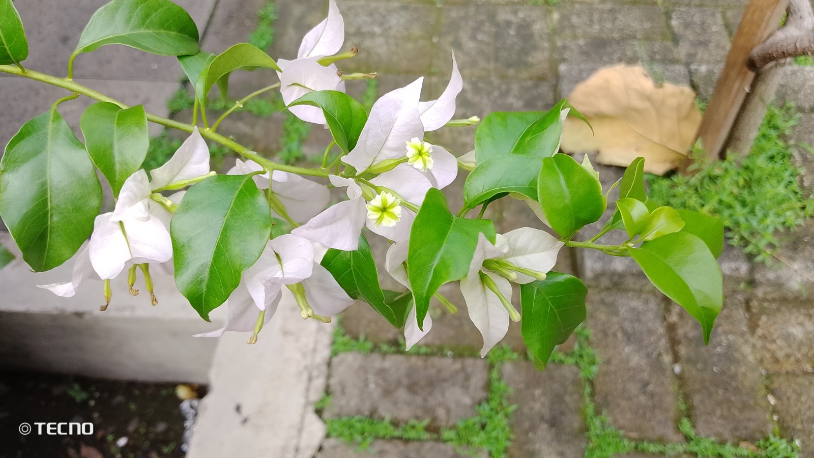 Review Tecno Spark Go 1: Harga Rp1 Jutaan, Spesifikasi Cocok Buat Upgrade