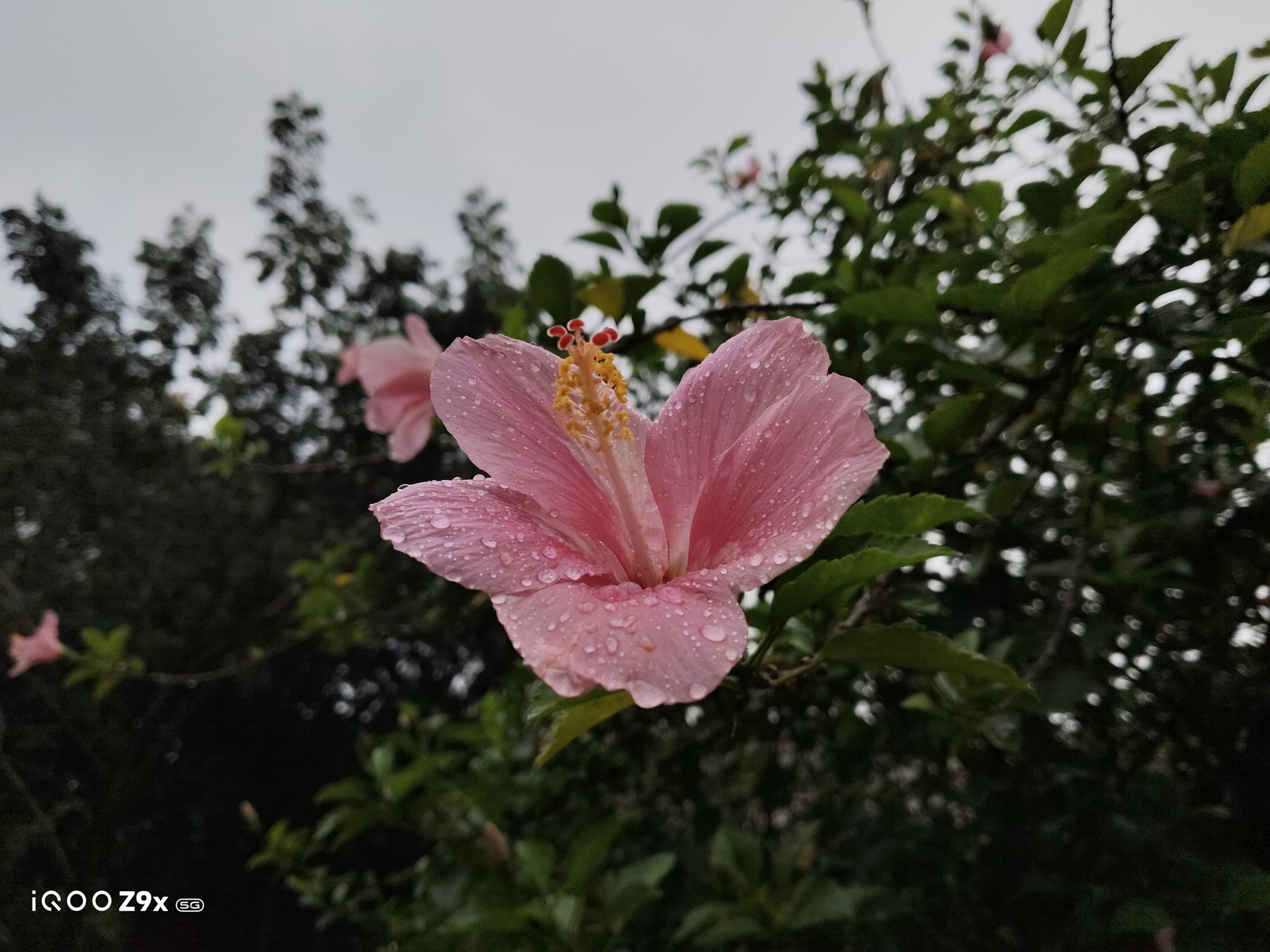 Review iQOo Z9x, Baterai 6.000 mAh dengan Performa Kuat di Kelas Menengah