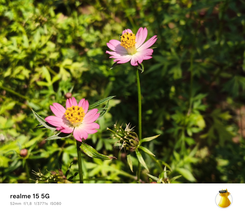 Review realme 15 5G, Gak Nyangka Kamera dan Daya Tahan Baterainya Begini!
