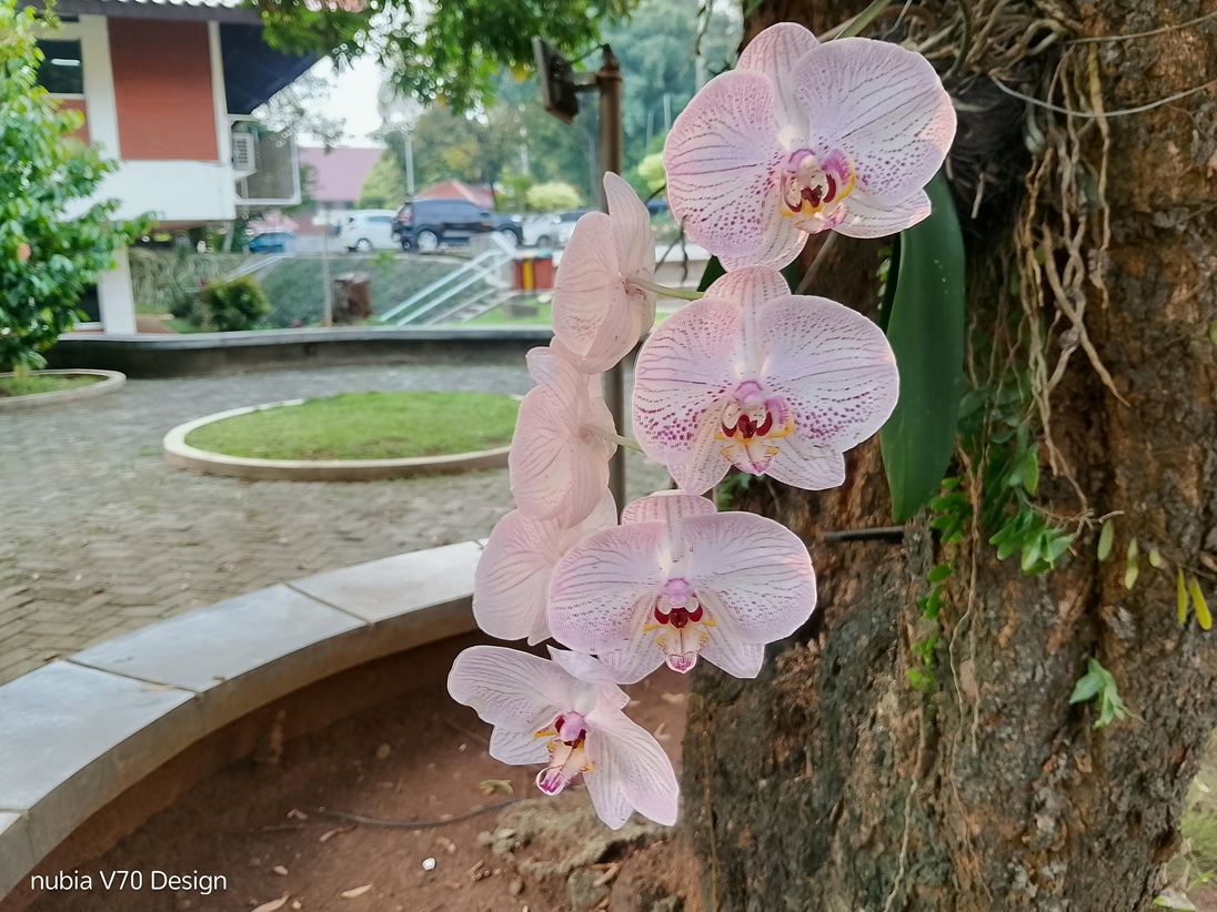 Review Nubia V70 Design, HP Rp1,3 Jutaan Cocok Buat Pelajar