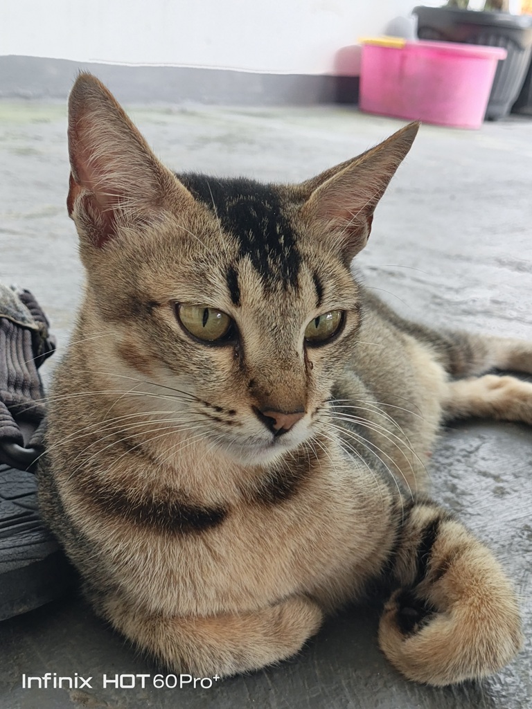 Review Infinix Hot 60 Pro+, Gak Kalah Adu Tipis dan Kemampuan Kamera di Rp2 Jutaan