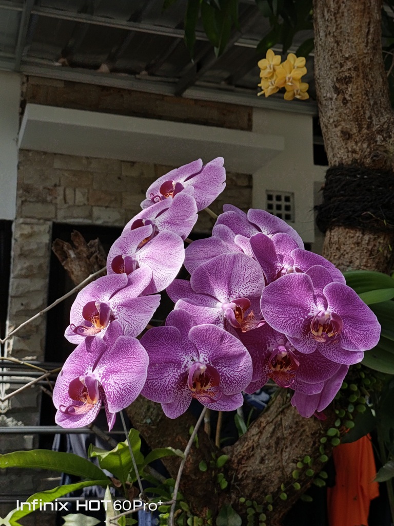 Review Infinix Hot 60 Pro+, Gak Kalah Adu Tipis dan Kemampuan Kamera di Rp2 Jutaan