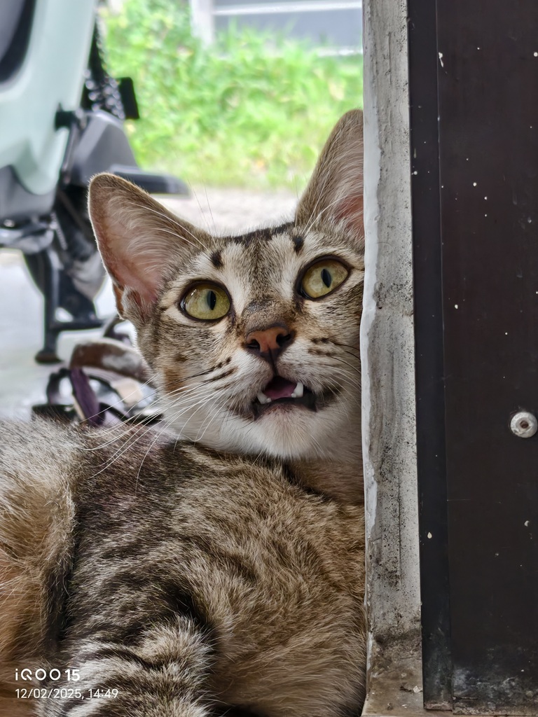 Review iQoo 15, Masih Jadi HP Gaming Flagship yang All-Rounder