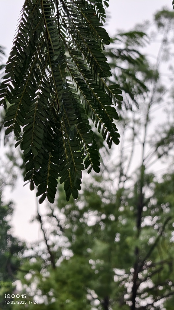 Review iQoo 15, Masih Jadi HP Gaming Flagship yang All-Rounder