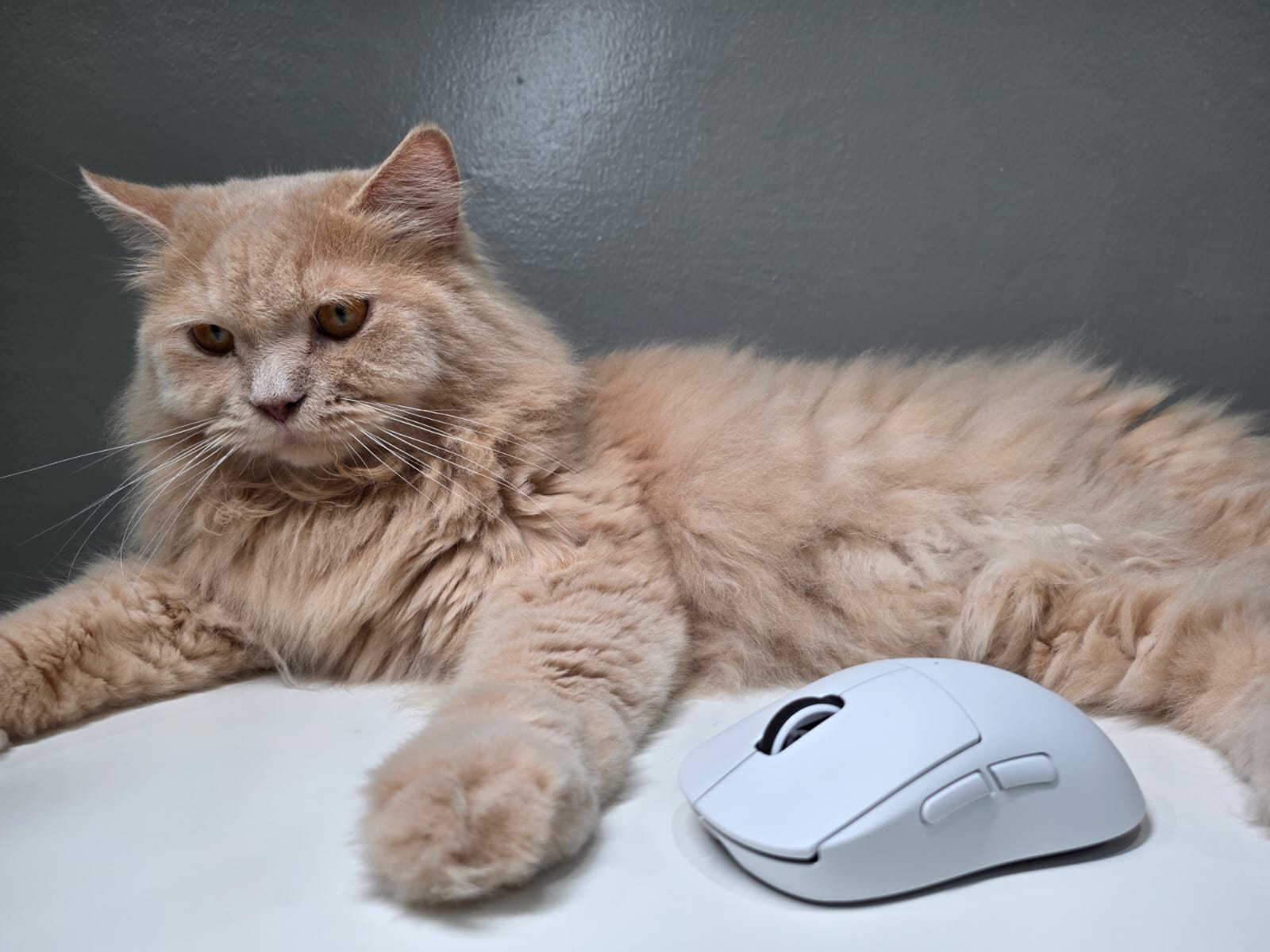 Logitech G Pro X Superlight 2c, Bukti Masuk Era Mouse Compact