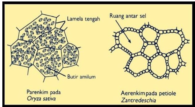 Jaringan Parenkim Pada Tumbuhan: Struktur, Ciri-Ciri dan Fungsinya