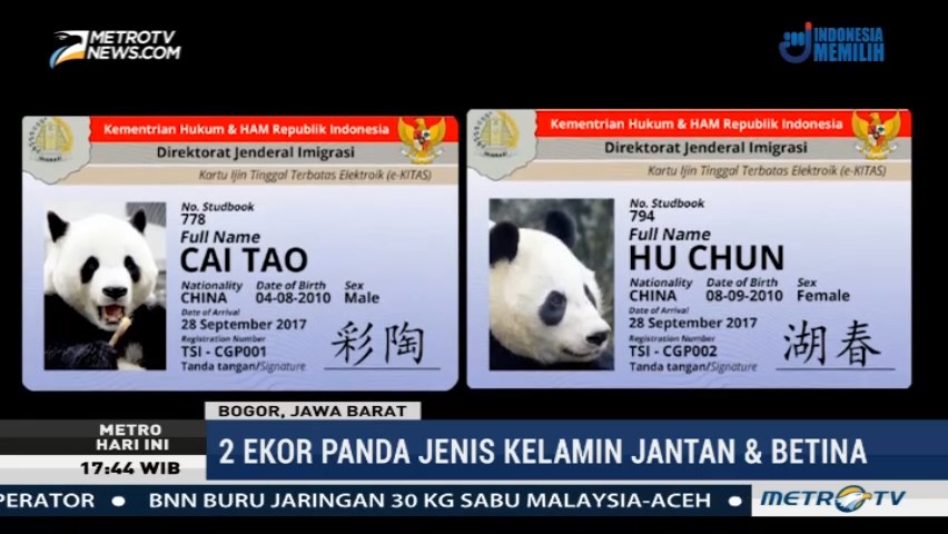 Mengenal Dua Ekor Panda Asal Tiongkok Yang Ada Di Taman