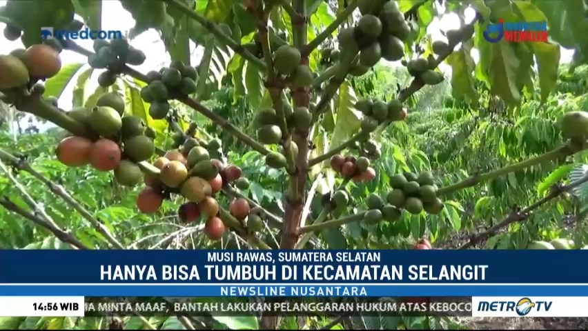 kopi