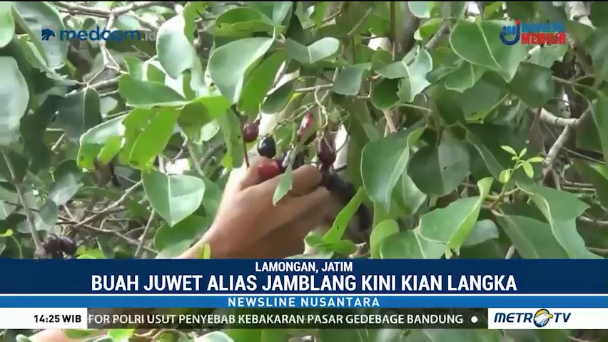 Wisata Petik Buah Juwet Di Lamongan