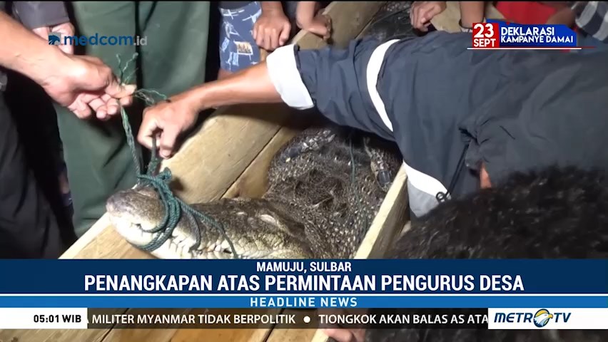penangkapan buaya
